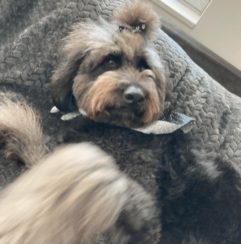 dog walks in brooklyn